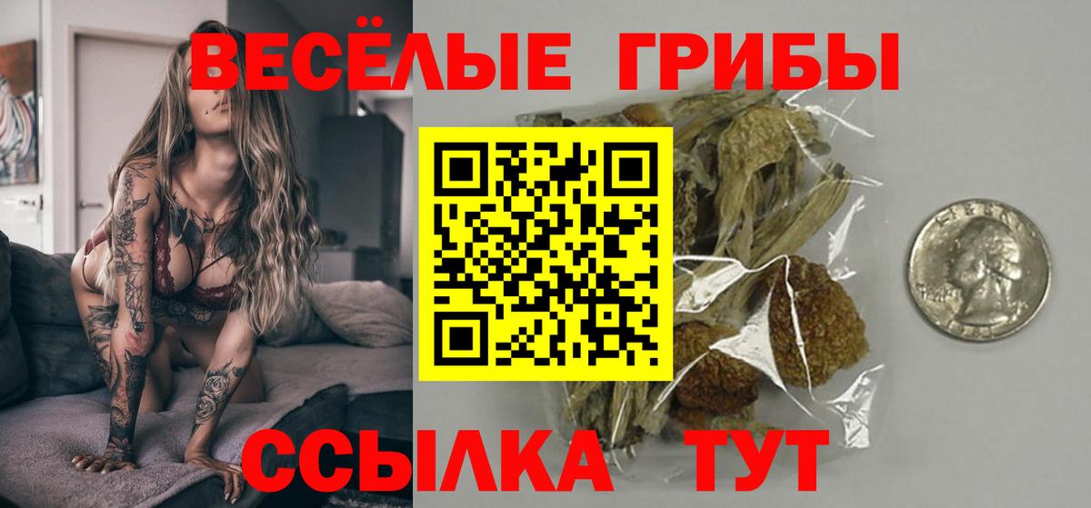 где найти   Вход с VPN  Тайшет  Псилоцибиновые грибы Cubensis 